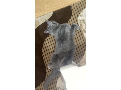 5 aylık yavru erkek british shorthair