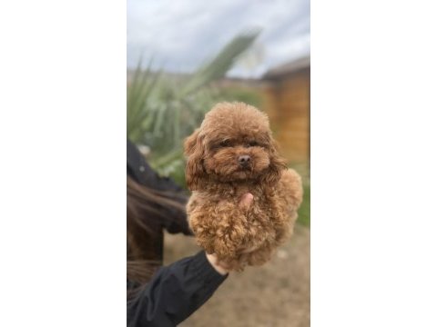 Özel t-cup dişi poodle teddy face / 1,5 kg