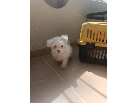 Geldi maltese terrier yavru aldın aldın