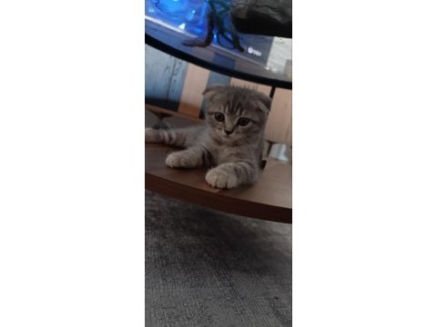 3 aylık bebek kedimize ücretsiz yuva