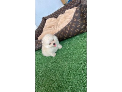 Teacup pomeranian