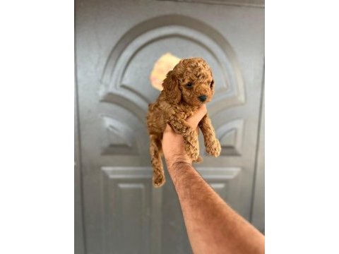 Toy poodle yavrular
