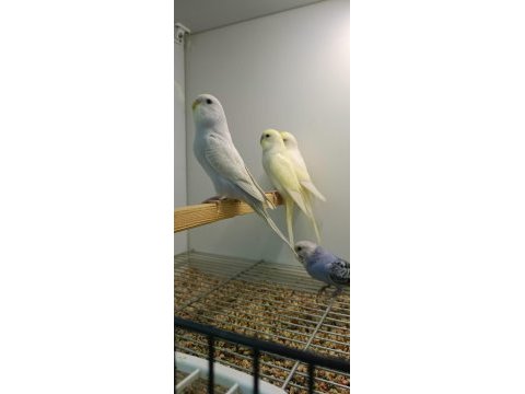 Rengarenk yavru muhabbet kuşları