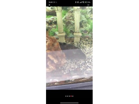 2 adet leopar vatoz balığı