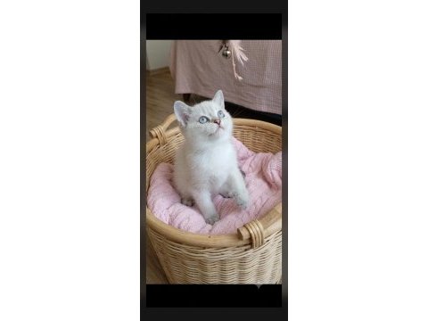 Veteriner kontrollü british shorthair bebeklerimiz