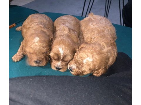 Toy poodle yavru