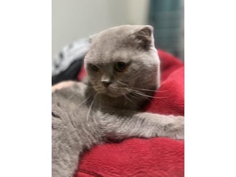 İki yaşındaki scottish fold oğlumuza ömürlük yuva arıyoruz