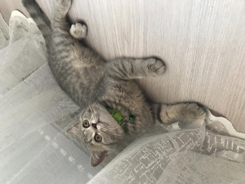 Evcil kedimiz scottish fold