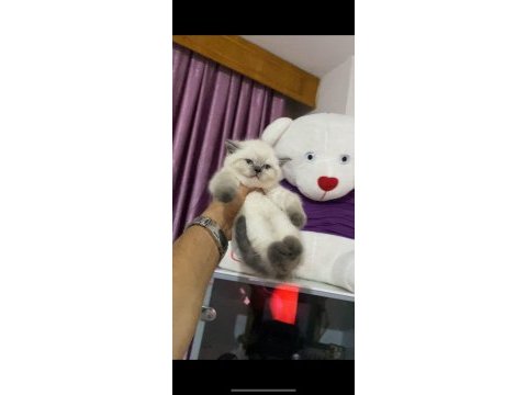 Safkan orjinal ırk british shorthair yavrularımız