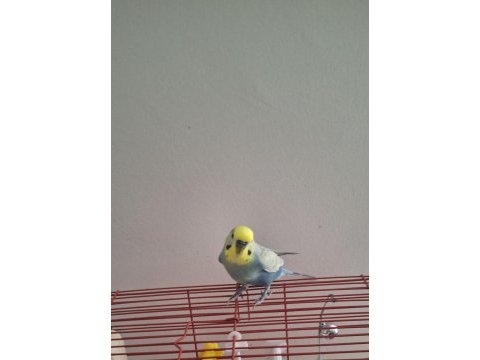 Muhabbet kuşu güzel renkli