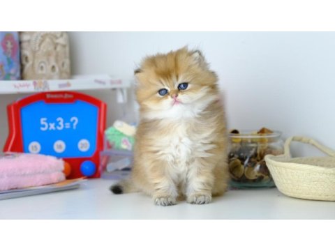 British longhair golden top kafa yavrumuz