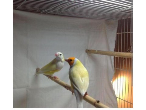 Goldian finch mutasyon erkek ve dişi takım