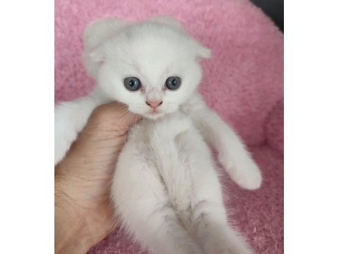 Safkan üretim kedimiz