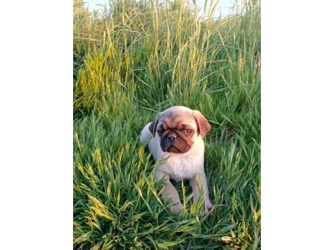 Pug mobs yavrular