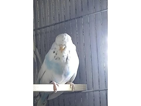 Show jumbo parçalı resesif muhabbet kuşu