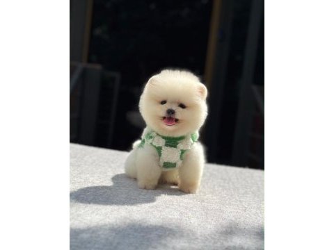 Yavru pomeranian boo yavrular