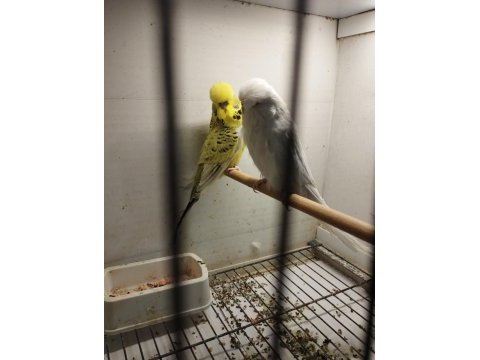 Alıştırmalık bebek muhabbet kuşu yavrular