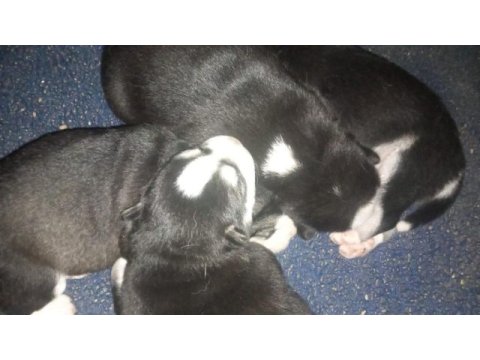 Sibirya kurdu husky