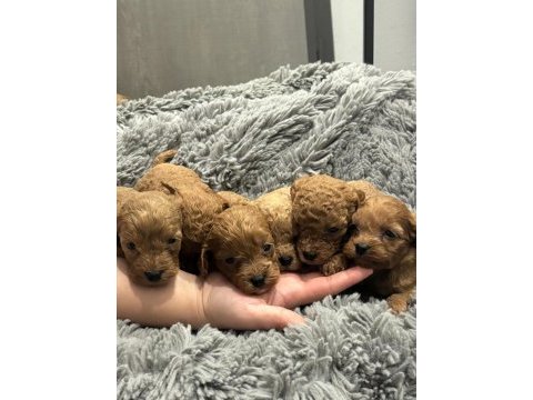 Dişi erkek toy poodle yavruları