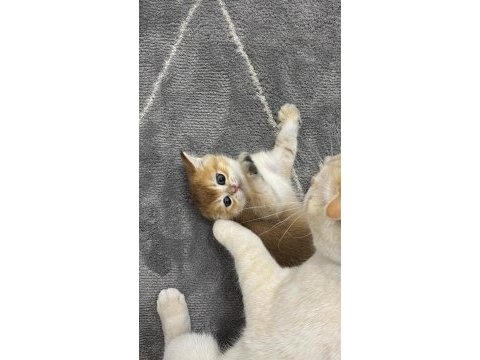 British shorthair golden bebek