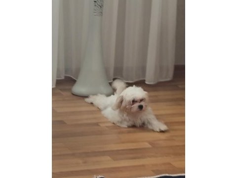 Maltipoo köpeğimiz