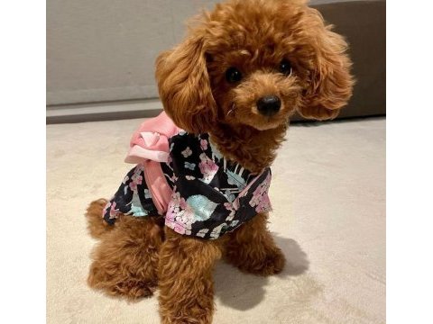 A kalite toy poodle yavrularım