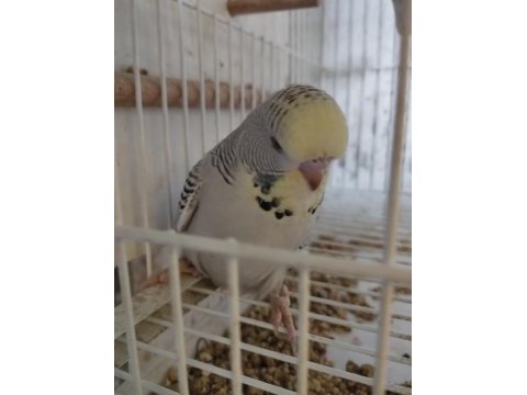 Yeni yem yemeye başlayan muhabbet kuşu bebekler
