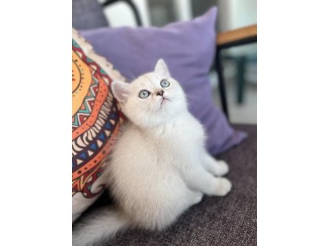 Blue point british kedimiz