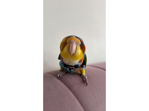 Üst düzey full evcil caique papağanı