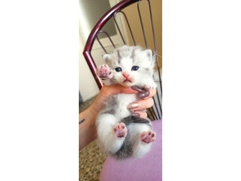 3 haftalık scottish fold yavrularımız rezerveye açıktır