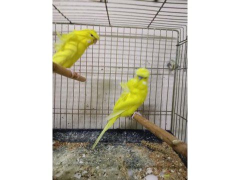 Japones çift muhabbet kuşu