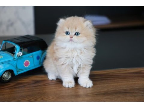 Oyuncak gibi yavru british longhair