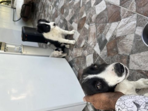 Dişi erkek 5 aylık aşırı akıllı border collie