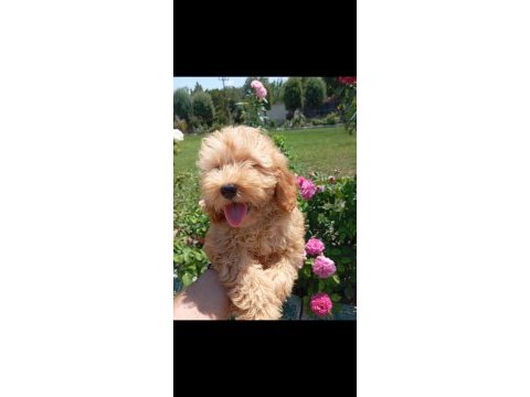 Harika kalitede maltipoo yavrularımız