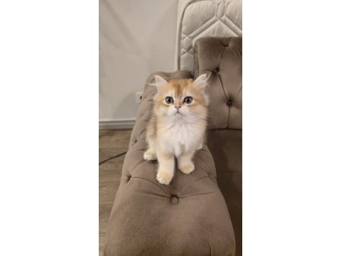 Golden british longhair kedisi