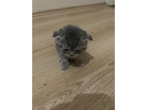 Scottish fold 1,5 aylık orijinal