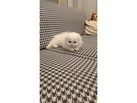 Scottish fold longhair dişi mavi gözlü