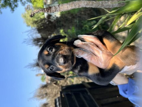 Harika anatomi doberman yavrular