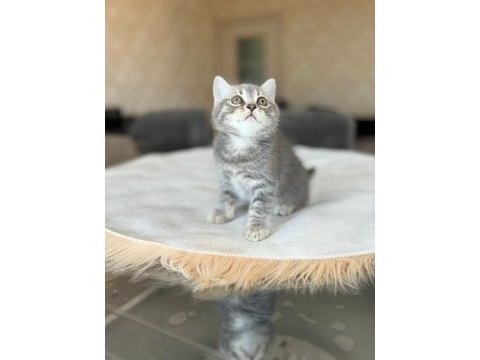 British longhair dişi