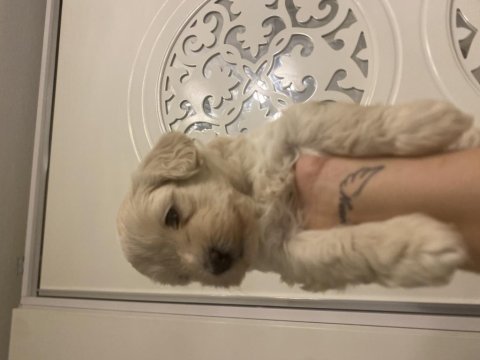 40 günlük yavru köpekler