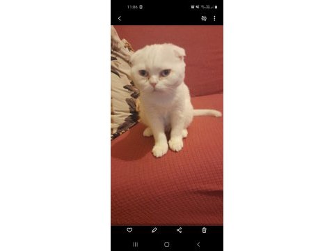 Ücretsiz scottish fold kedimiz