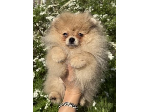 Pomeranian boo köpeklerimiz