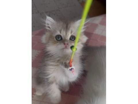 Safkan british longhair yavrular