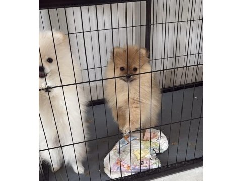 Pomeranian köpeğimiz