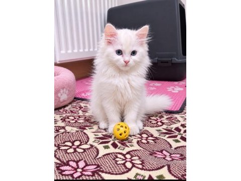 British longhair 2 aylık beyaz melek