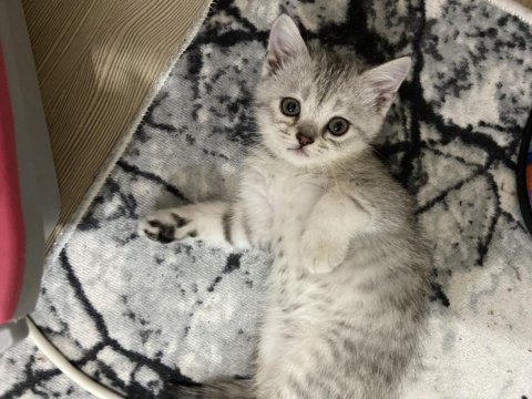 British shorthair yavrularıma yuva arıyorum