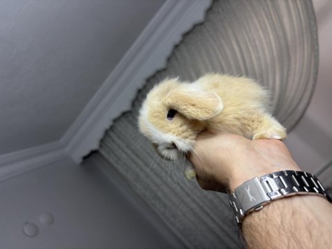 Veteriner hekimden hollanda lop mini lop ve cüce tavşan