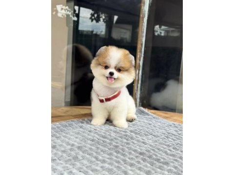 Sağlık ve ırk garantili pomeranian köpeği
