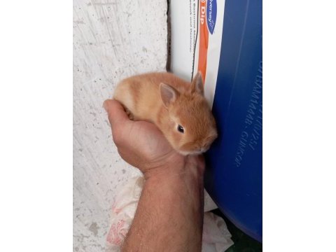 Cüce tavşan yavruları