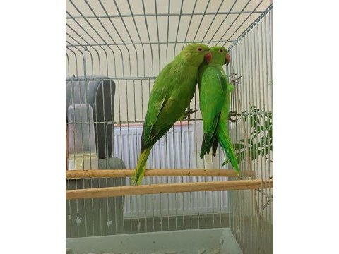 3-4 aylık yavru pakistan papağanları